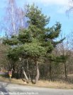 Borovice lesn-Pinus silvestris