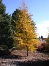 Modn opadav-Larix decidua